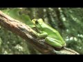 Feeding the Frogs at AMNH