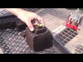 Using Soil Block Makers to Start Seeds