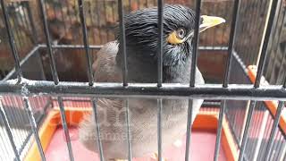 Playtube Pk Ultimate Video Sharing Website