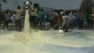 Dairy farmers spill milk down the drain to protest against OMFED