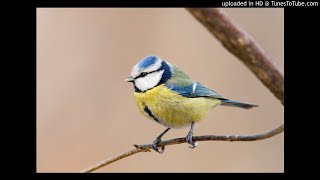 Vogelgesang: Blaumeise (Cyanistes caeruleus)