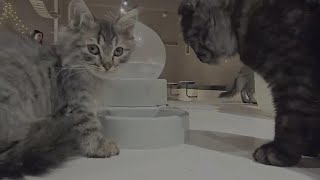 A cafe in Iraq offers adopted cats a purrfect time