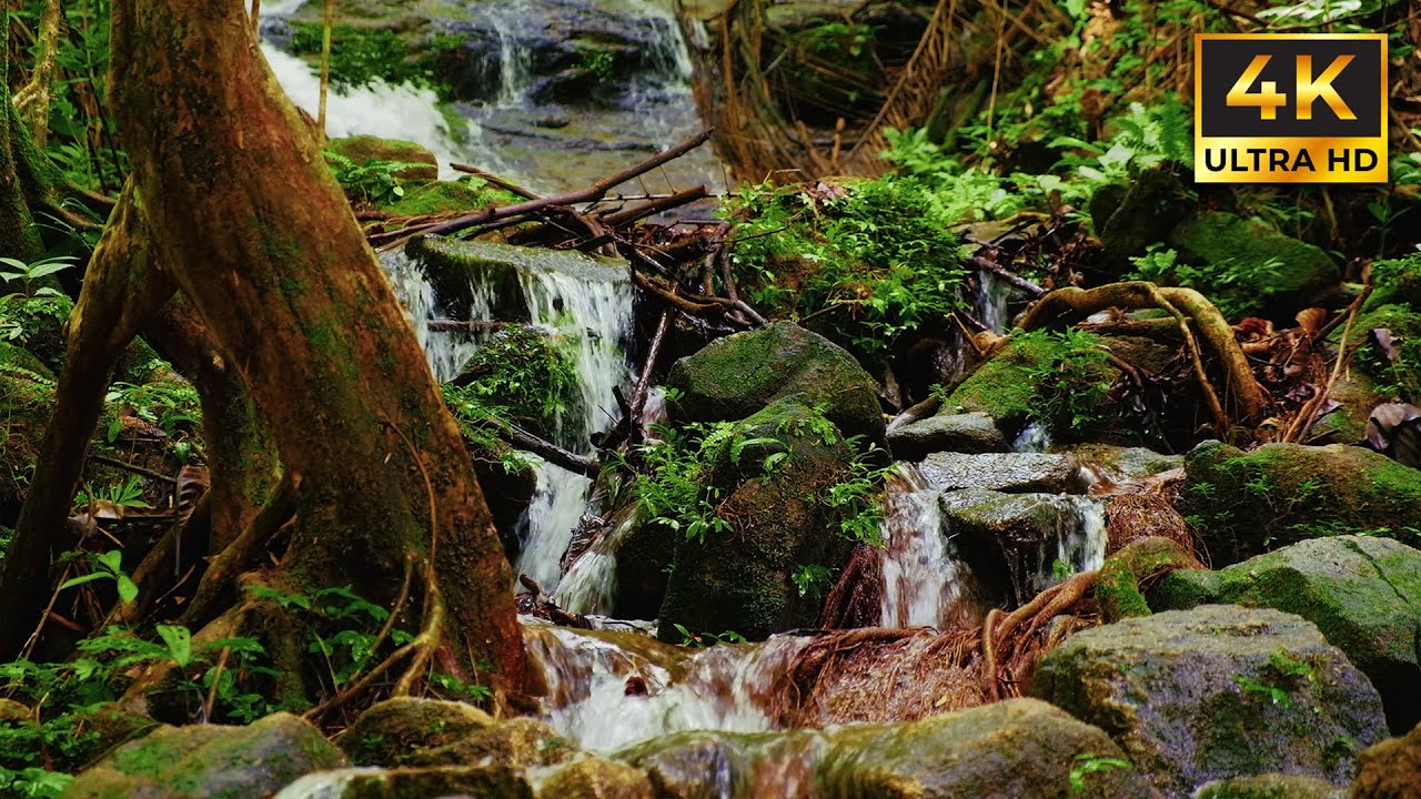 Relaxing Forest Stream In 4k Ultra Hd Youtube