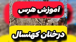 هرس درختان کهنسال گلابی