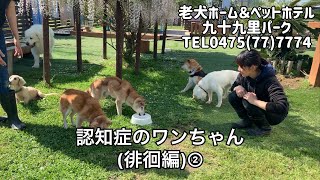 【老犬ホーム】老犬あるある認知症のワンちゃん徘徊編②