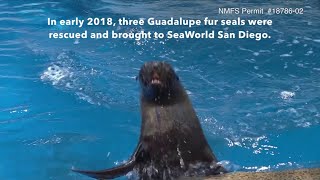 #SeaWorldRescue: Guadalupe Fur Seals (Trio #1) rehabilitated \u0026 returned to ocean in Summer 2018