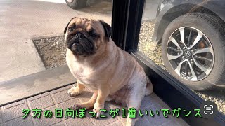 【パグ】日向ぼっこをしてみた！！！