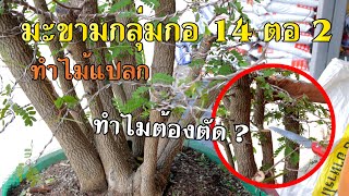 Bonsai Station [Workshop Station] EP.79 ทำไม้แปลก มะขามกลุ่มกอ 14 ลำ [2] !!!