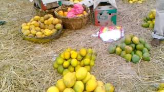 KAKINADA MANGO MARKET