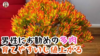 男性にお勧めの多肉植物、見た目がかっこいいし育てやすい、見逃すない6選｜花子