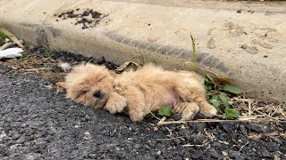 The puppy was exhausted from hunger when its mother was no longer there to protect its life