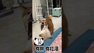 【你的陈比方】真是身在福中不知福了，比方八方#寵物 #寵物生活 #萌宠 #pets #柴犬 #搞笑 #funny #shorts