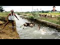 గొర్రెలు ఈత కొట్టడం చూడండి sheep swimming 🐑 sheeps swimming in to the water amazing sheeps swimming