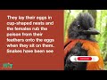 hooded pitohui facts bird facts poisonous bird