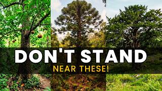 10 Trees That Can Kill You Just by Standing Near Them