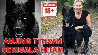 ANJING TITISAN SERIGALA HITAM - GERMAN SHEPHERD ALL BLACK