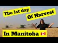 The 1st Day of Harvest in Manitoba