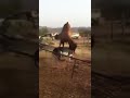 Funny Donkey fight with camel.