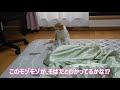 先住猫の優しさに感動～得体のしれない物が子猫だとわかった瞬間【スコティッシュフォールド】【アビシニアン】