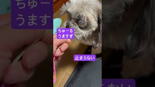 ちゅーるがうますぎ説。止まらない高齢犬の食欲🐶#ハイシニア犬 #ひまわり #シーズー#ハイシニア犬 盲目犬