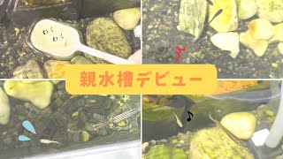 今年生まれの稚魚を、親水槽にデビューさせました