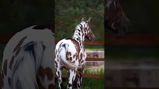 mesmerizing appaloosa horses