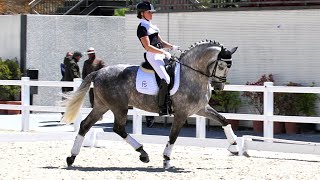 THE BEST PRE DRESSAGE YOUNG HORSE