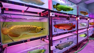 Rarest And Craziest Asia Arowana Fish Stock | Free Delivery | At Asia Aquarium And Pets