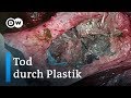 Der Wal und die Plastiksammler von Norwegen | Fokus Europa