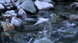 ヤマセミの水浴び