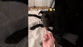 Sticking my middle finger at my dog to see her reaction 😞
