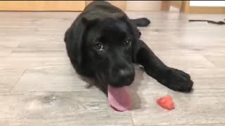 日記 vsすいか ラブラドールレトリバー子犬 -Labrador puppy watermelon fight-