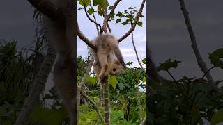 😿 kitten stuck in a tree #cat #cats #kittens #katze