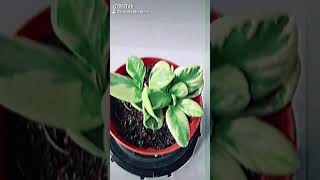 Peperomia obtusifolia variegata plant YouTube Shorts