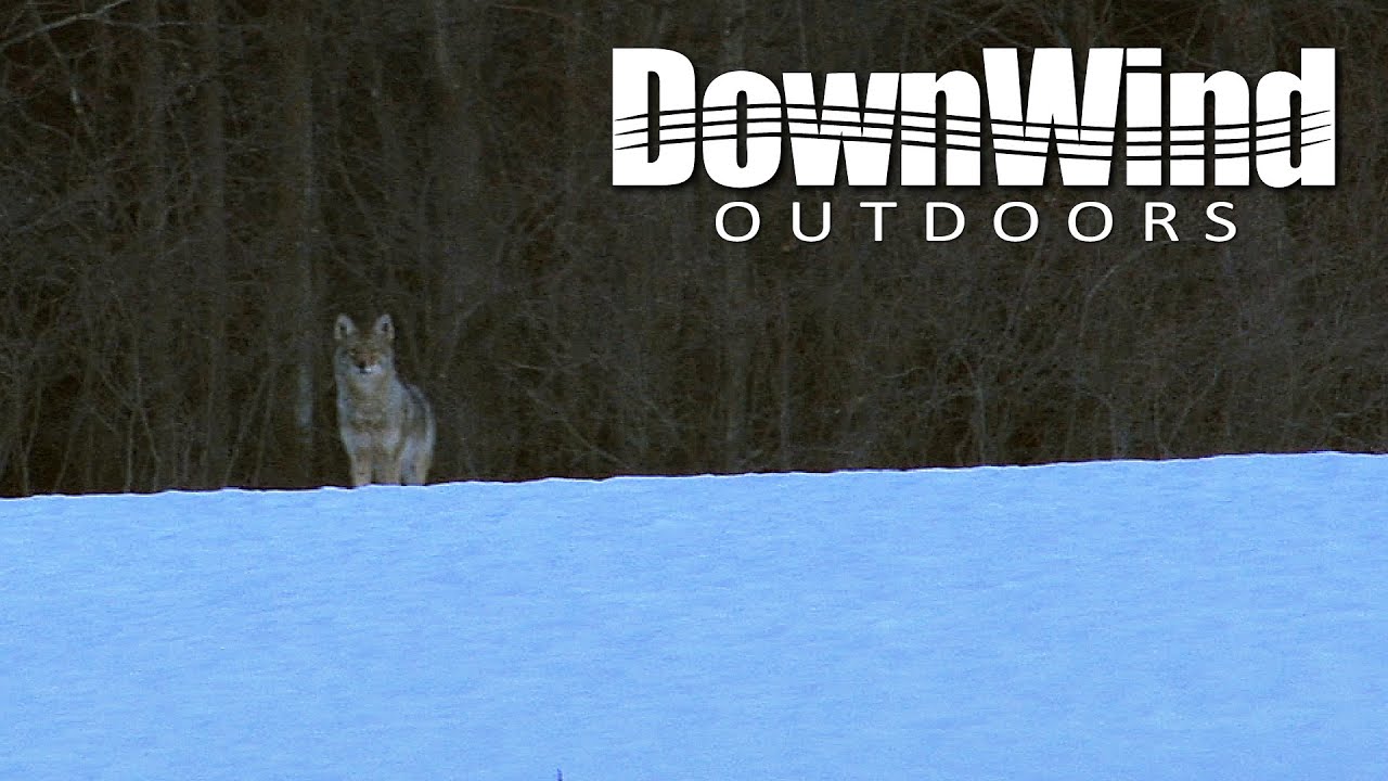 Coyote Hunting: Cold Snap (DownWind Outdoors) - YouTube