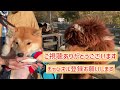 ゴールデンレトリバー（子犬）のトイレトレーニング始めました！with subtitles