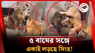 ৫ বাঘের সঙ্গে একাই লড়ছে সিংহ! | Lion Fighting With Tiger | Kalbela