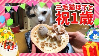 【祝】ついにぽてちゃん1歳の誕生日！猫用ケーキでお祝いしました