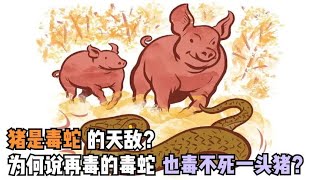 猪是毒蛇的天敌？为何说再毒的毒蛇也毒不死一头猪？有科学依据吗