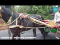 ঘোড়ার গাড়ি || Horse Carriage  in Samuktala || Alipurduar || West Bengal || India