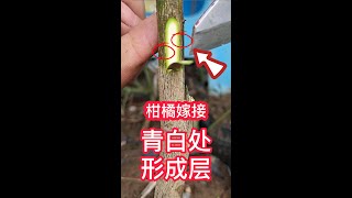 教你如何嫁接柑橘果樹？採用帶木質芽接的方法，操作簡單易學，一看就會Teach you how to grafting citrus fruit trees?with wood budding