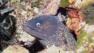 Strangest animal in the Aquarium of Genoa: Mediterranean Moray!