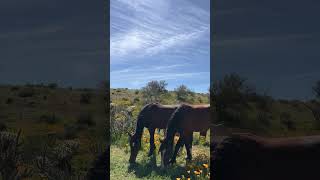 Wild Horses And Wildflowers During The Epic 2023 Super Bloom In Arizona