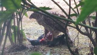 【閲覧注意】オオタカ幼鳥の採餌