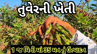 તુવેર ની ખેતી મા 30 ગૂંઠા મા 35 મન ઉતારો || 9909887736 ||