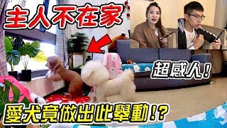 實測主人不在家 狗狗會在家幹麻？竟意外錄下驚人畫面！？『愛犬反應超感人』What will the dog do when owner is not at home?【希露弟弟啃雞腿】