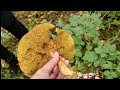 bay bolete เห็ดผึ้งเกาลัด มาเก็บเห็ดกันจ้าาา คลิปนี้เก็บแต่เห็ดผึ้งเกาลัด