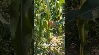 #sheti, #babycorn