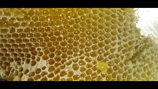 Honey Harvest, தேன் கூட்டிலிருந்து தேன் எடுப்பது எப்படி....