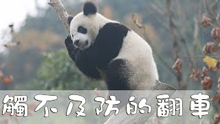 《超萌滾滾秀》第166期 熊孩子的夏日調皮趣事 | iPanda熊貓頻道